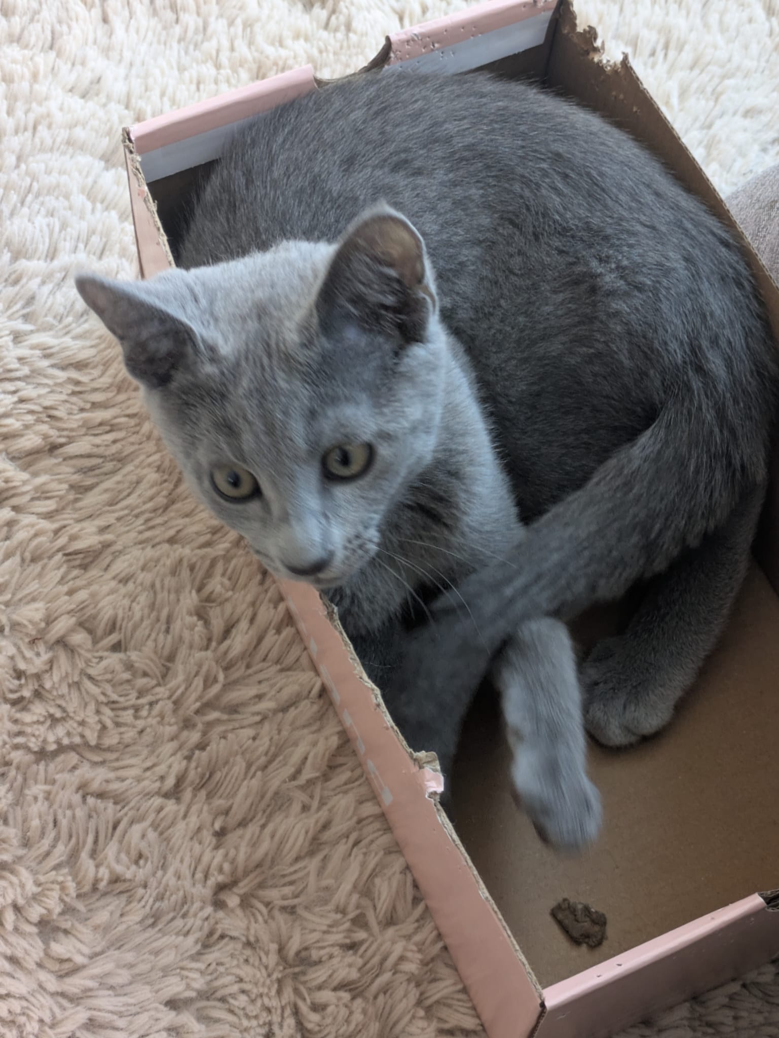 Puma the kitty